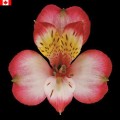 Alstroemeria - Audrey (bunch of 10 stems)